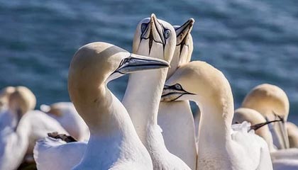 九游体育网站_ 全景高空绳索穿越赛，极速体验天空之巅，高空绳索表演