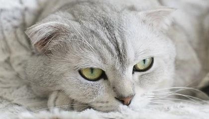 九游体育网站_ 世界杯半决赛激战正酣，冠军之路如火如荼，世界杯半决赛视频