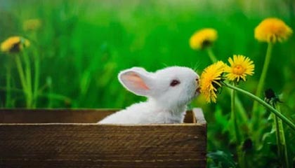 九游体育网站_ 世界极限飞盘挑战，团队合作的最高舞台，极限运动飞盘比赛