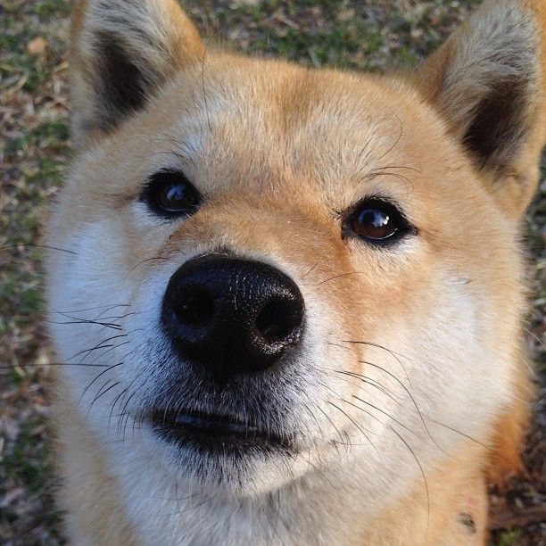 _凯尔特人强势延续,领跑联盟_,凯尔特人pritchard