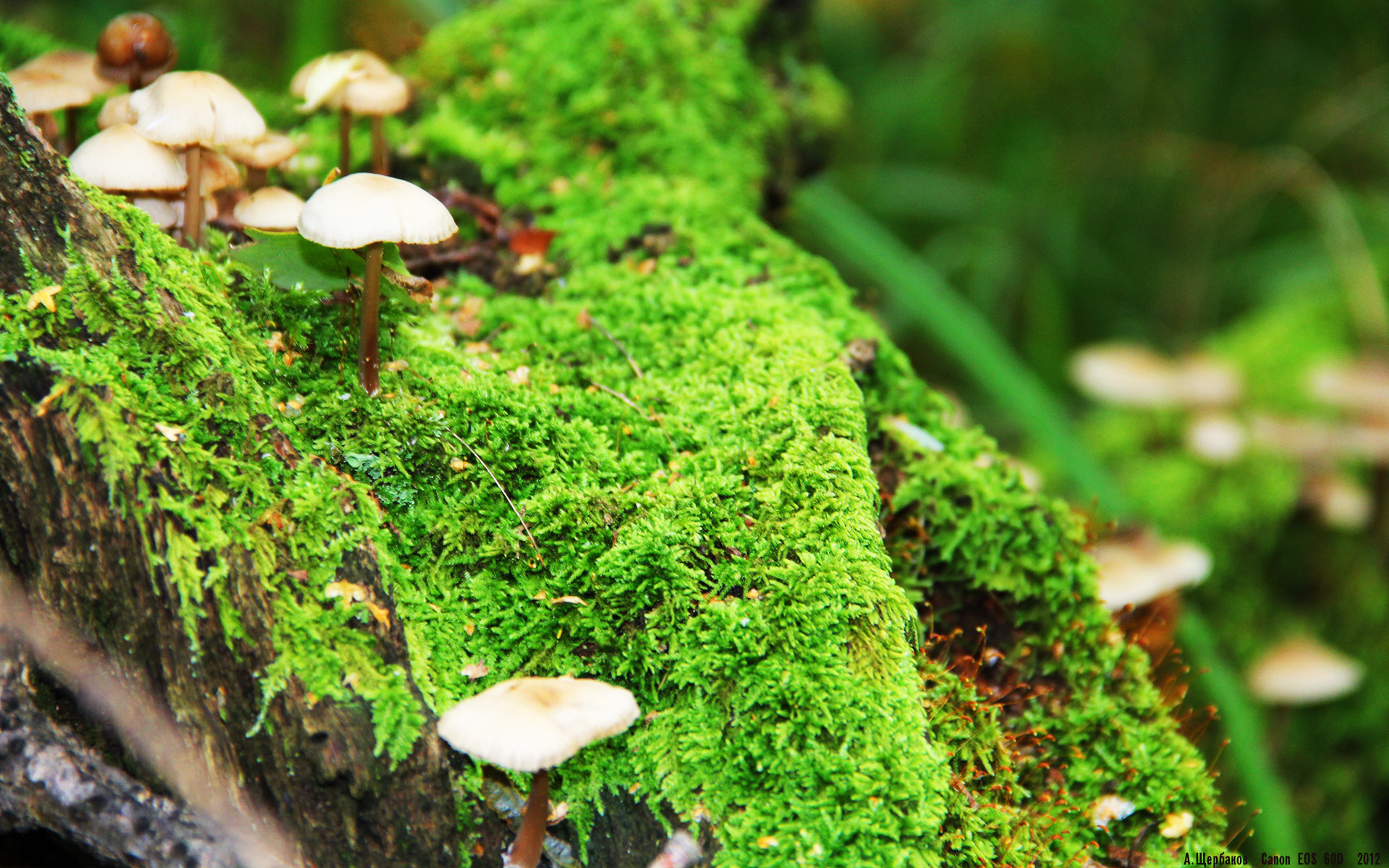 “奇才队当家球星伤退,战局生变”,奇才队有哪些球星