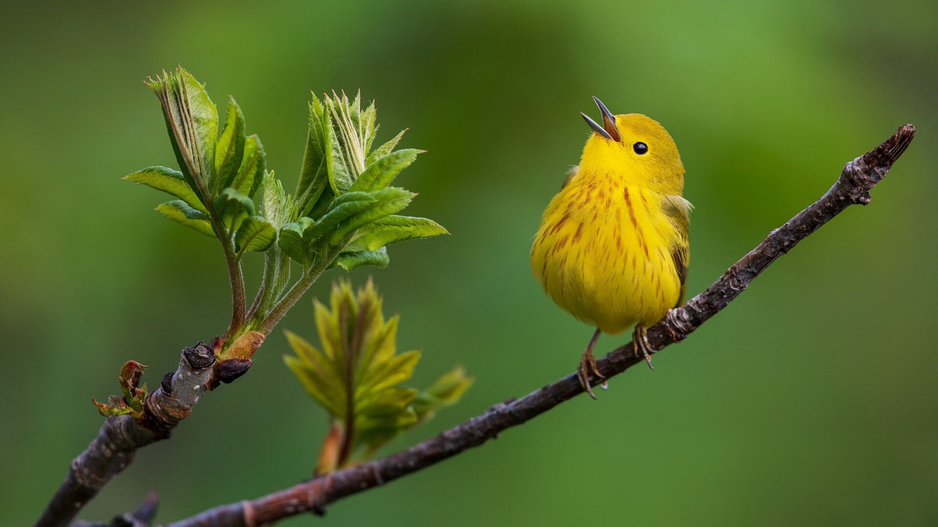 广场舞成为社区文化活动的重要组成部分，广场舞成为社区文化活动的重要组成部分是