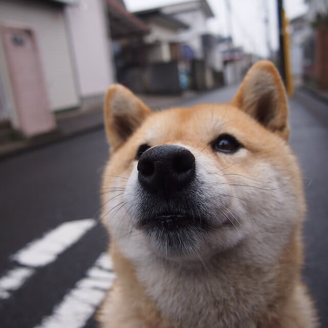 球迷奇迹：你支持的球队最感人的瞬间，《球迷之歌》