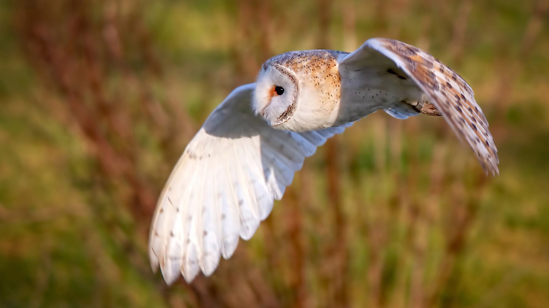 转会:皇马签下一名欧洲潜力新星,布局未来,皇马转会官方消息