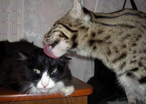 千叶喷射机主场连胜不断,日本千叶喷气机篮球队