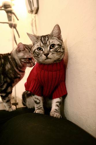 天津津门虎主场战平,连续五轮不胜,天津津门虎引援动态