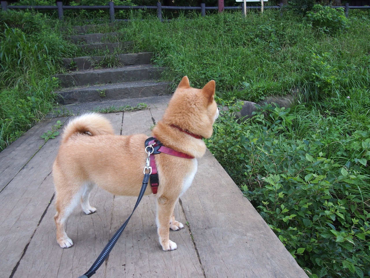 广场舞服饰市场需求增长，广场舞服饰市场需求增长趋势