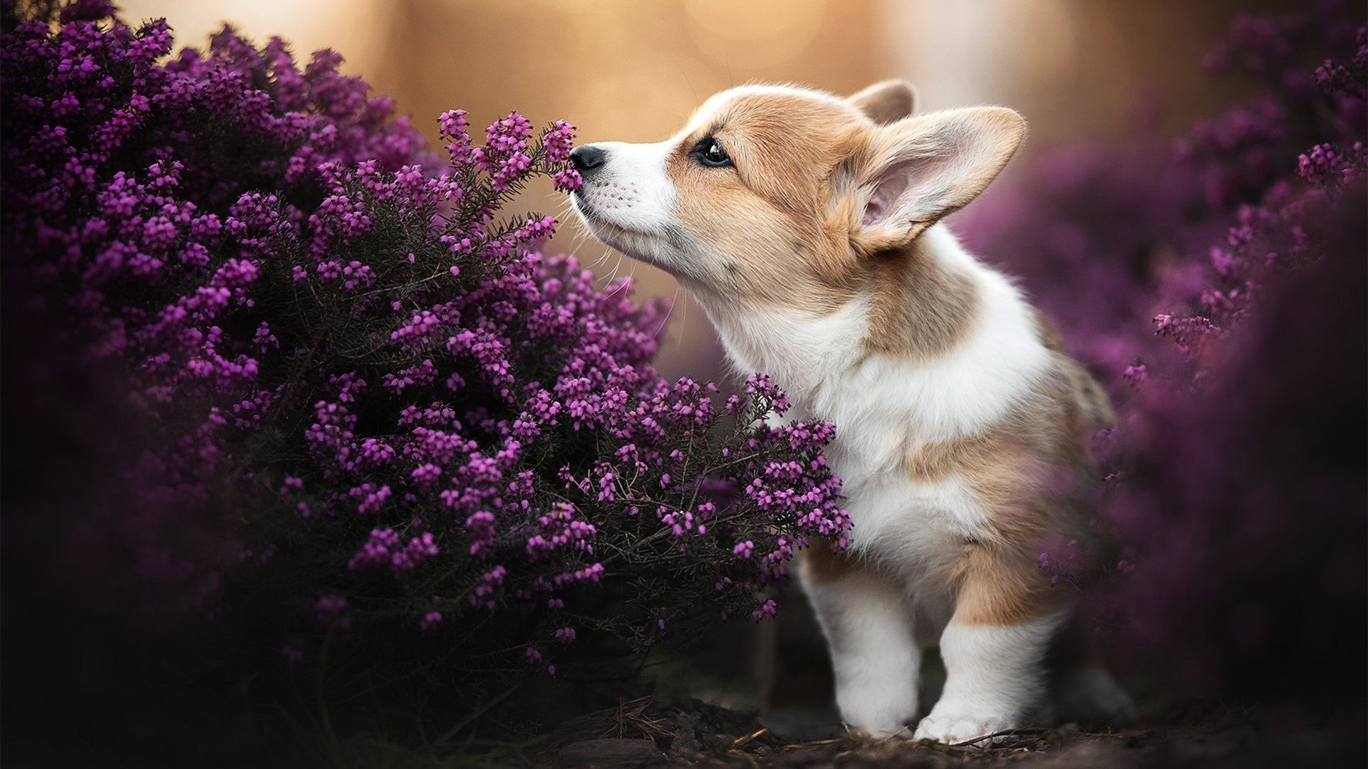斯蒂夫尼奇推进节奏明快,红军稳中求胜,斯蒂夫尼森