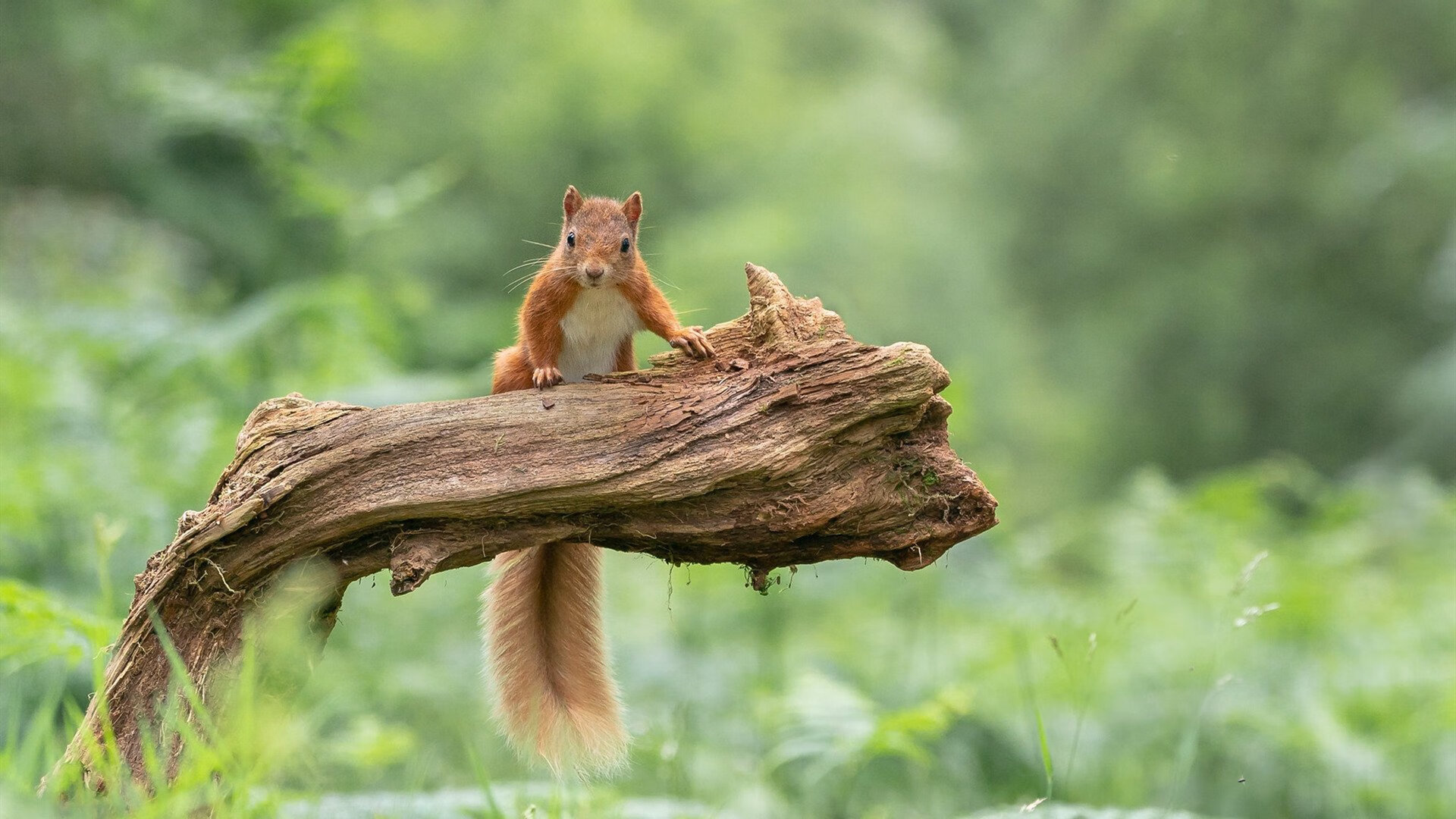 日本队新战术显威力！，日本队战绩
