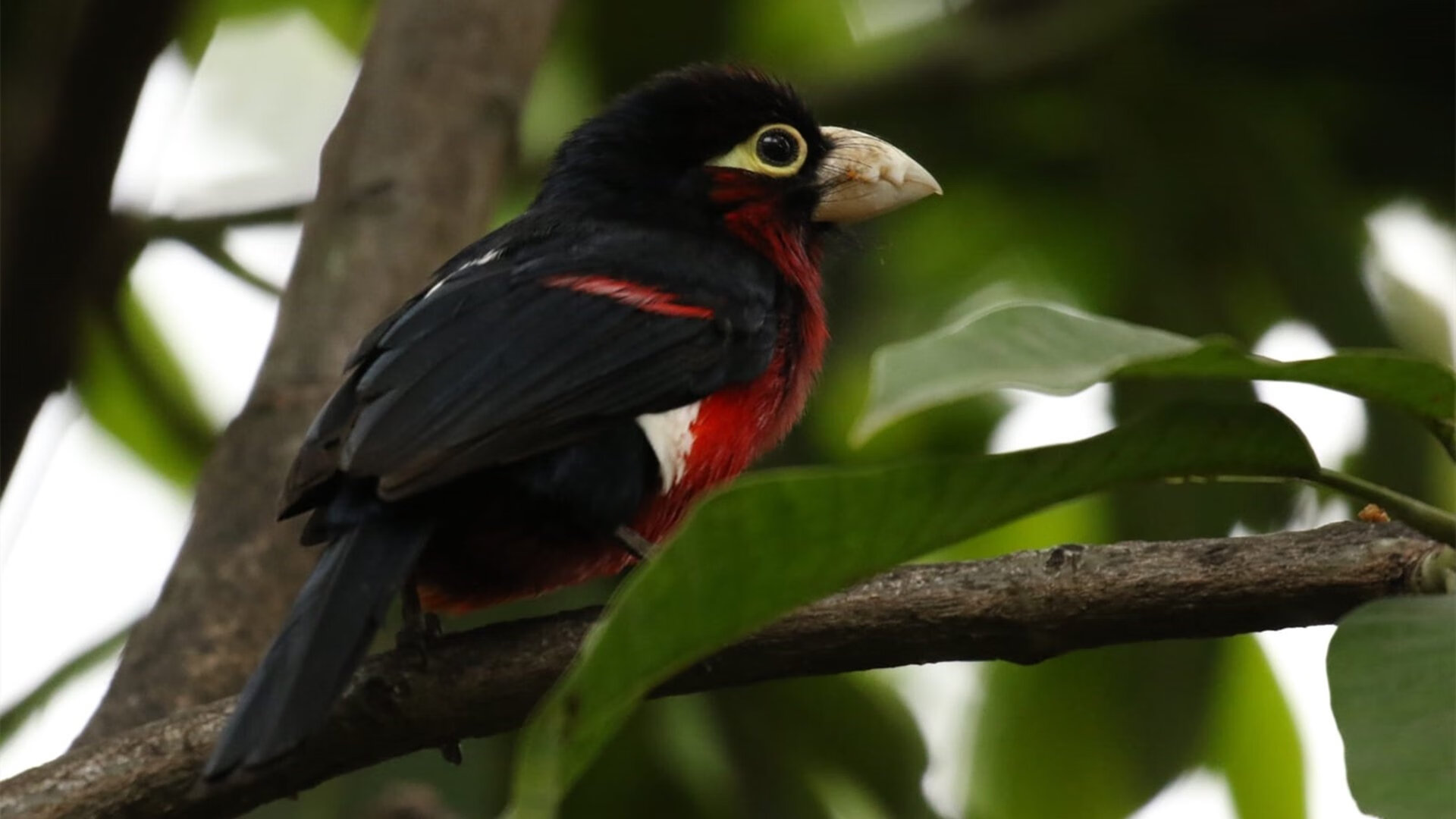 日本队新战术显威力!,日本队战绩