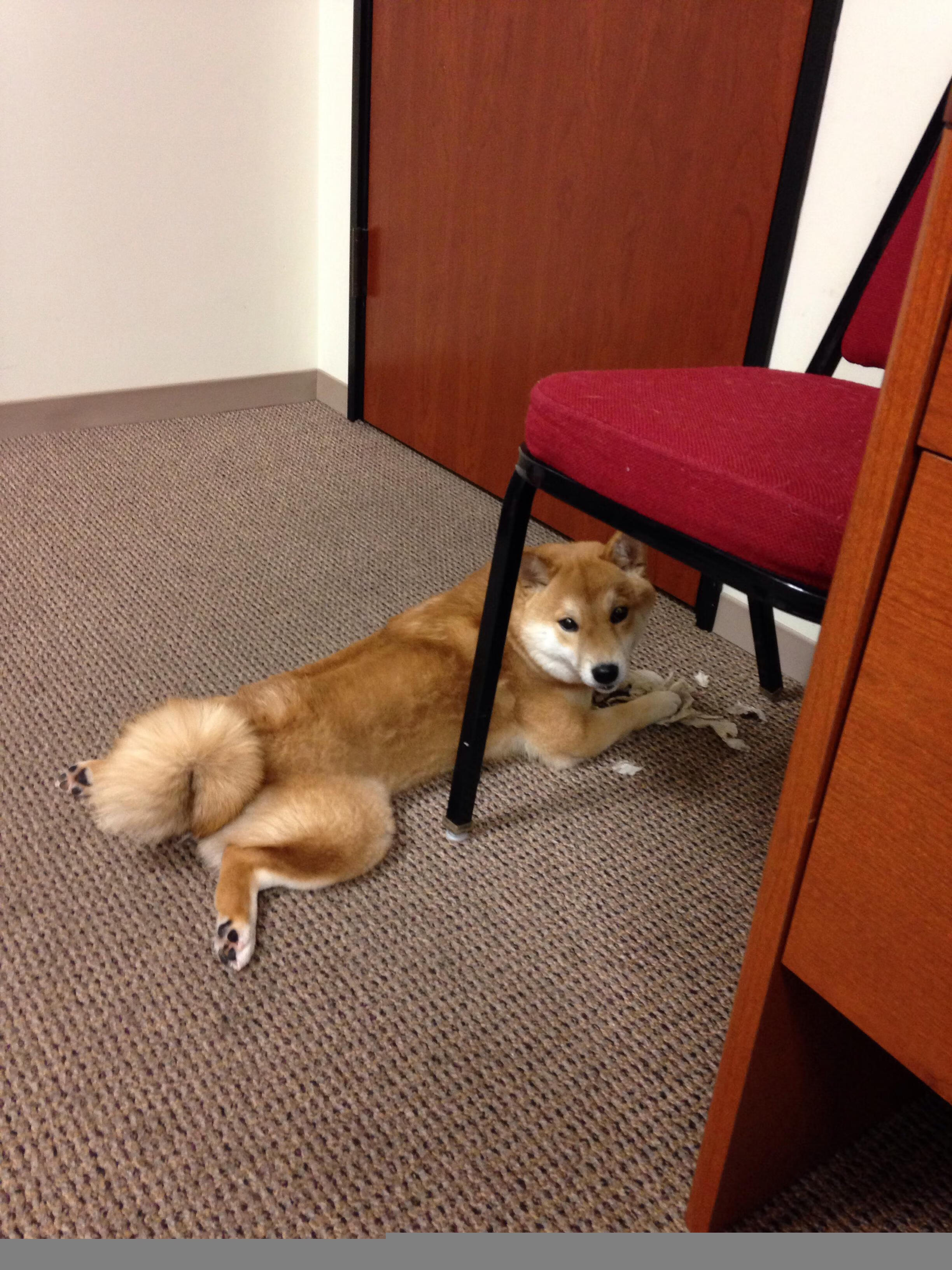 中国选手蝶泳节奏控制趋于均衡，中国蝶泳第一人