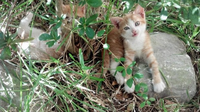 仰泳技术动作流畅度评分,仰泳动作分解