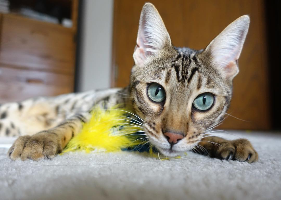 基层足球设施使用权纠纷问题突出,全国社会足球场地设施建设专项行动项目和资金管理办法