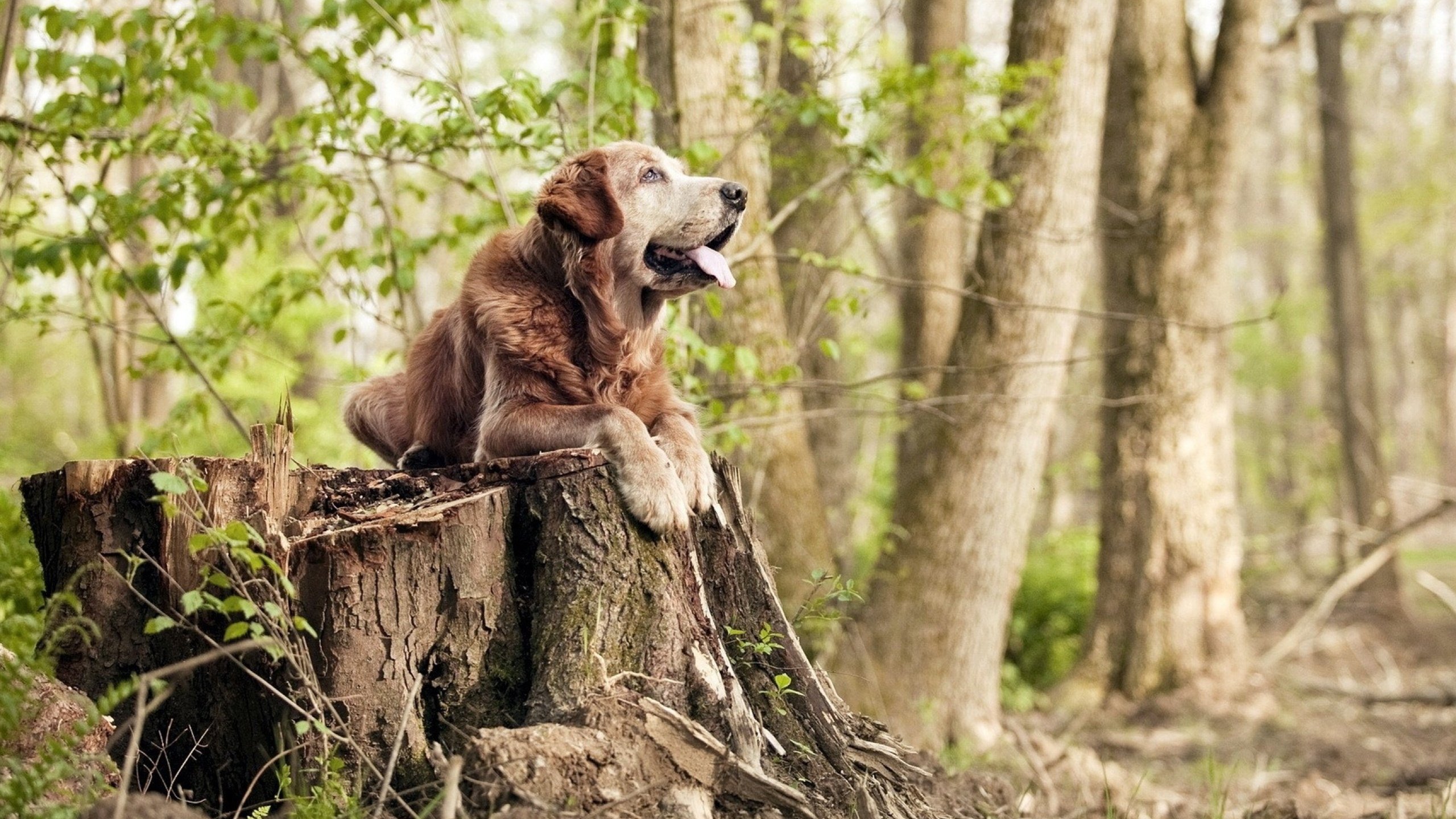 快节奏打法中失误后的反应速度是否至关重要，快节奏和慢节奏的利弊