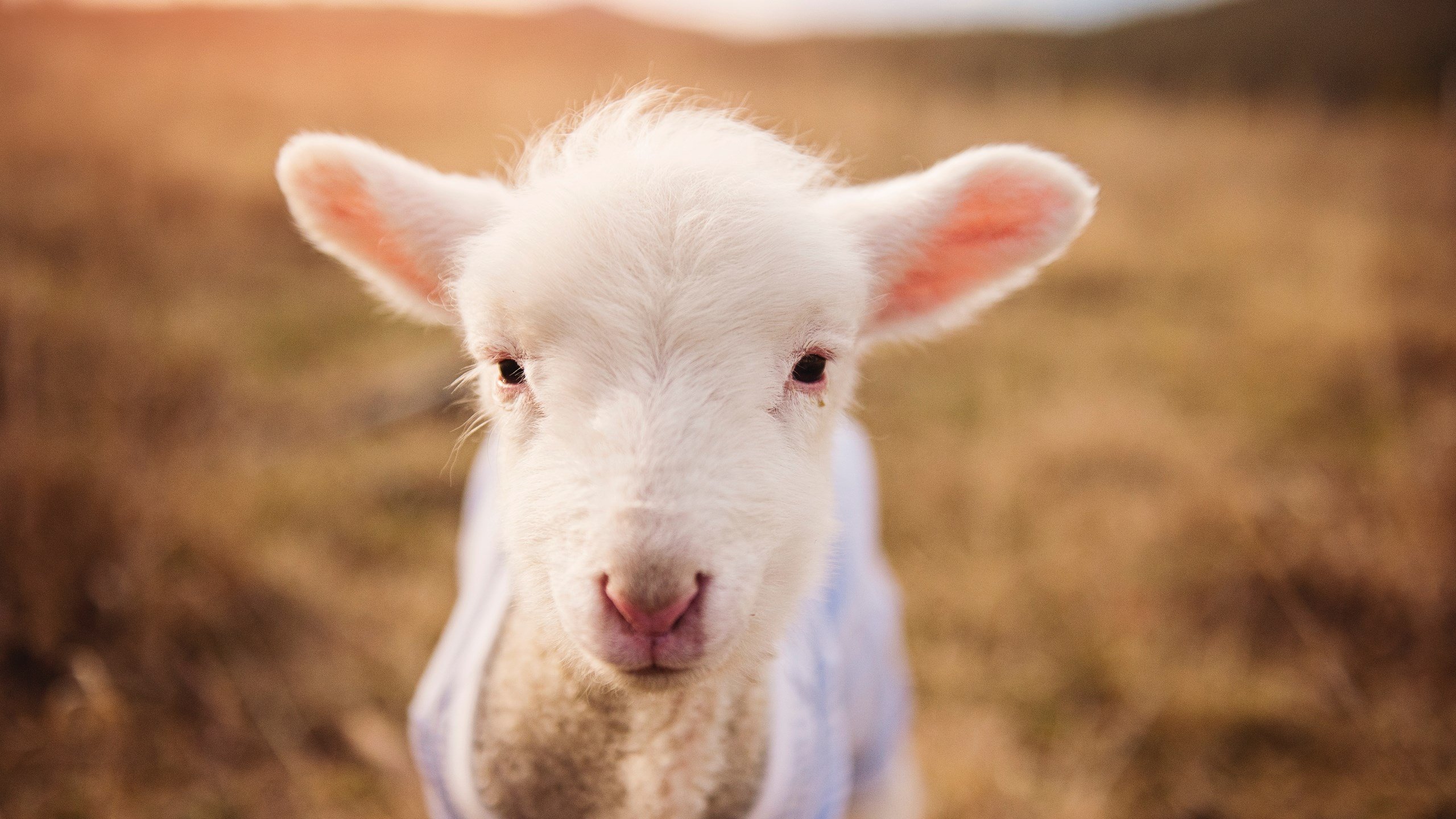 防守节奏变化是否是应对球星爆发的有效方式,防守问题