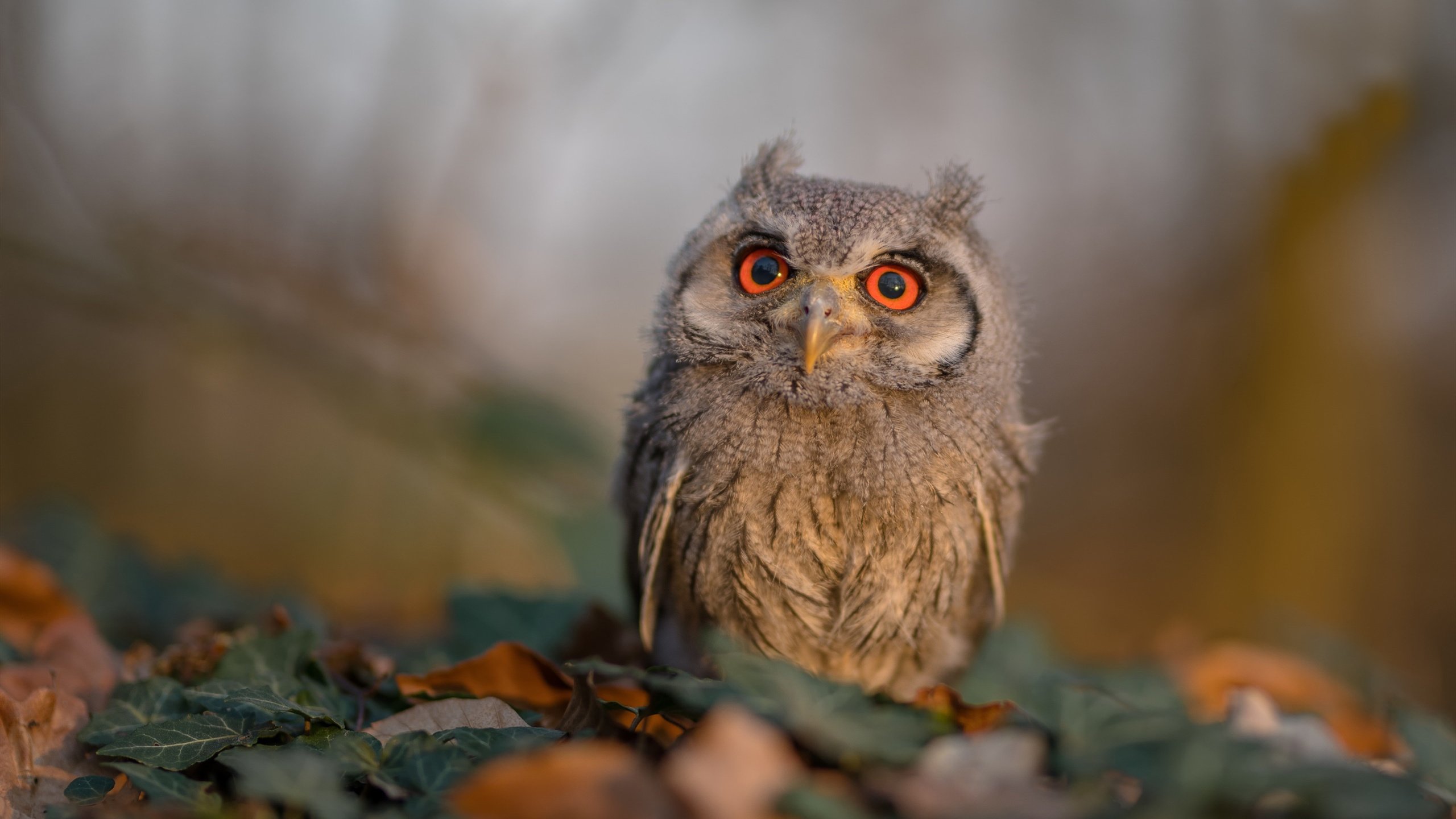 中国足球国家队训练营引入高科技训练设备，中国足球国家队训练营引入高科技训练设备了吗