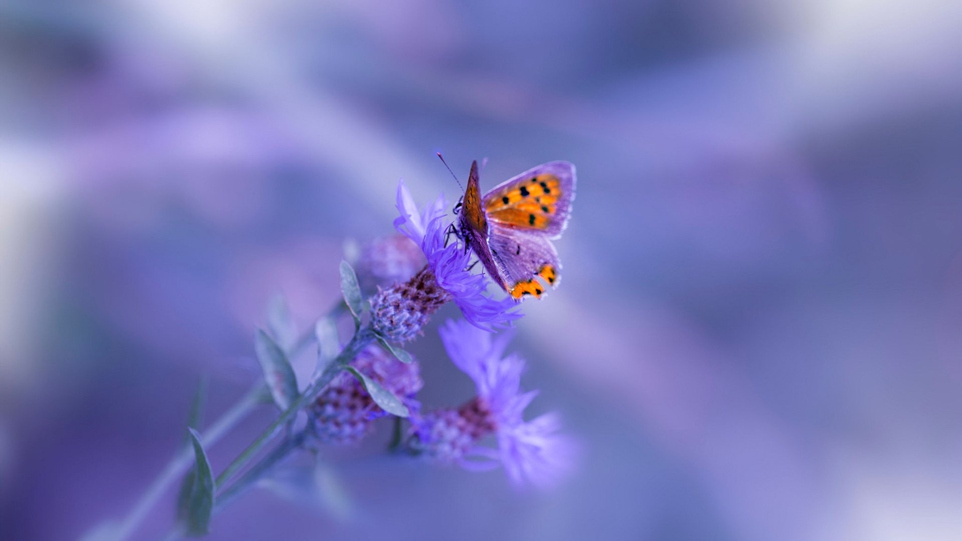 女篮国家队重视前场篮板提升二次进攻机会，国家女篮要求