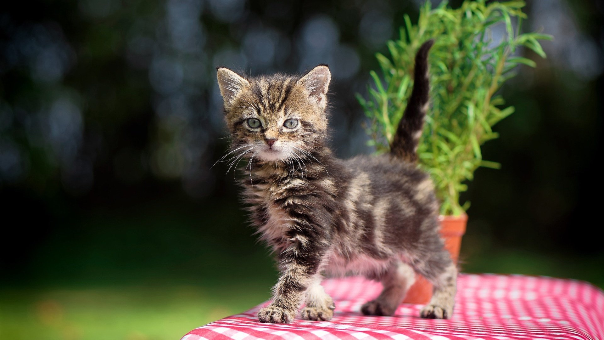 弗朗索瓦·斯图尔特：经验丰富的中场，南非队强大防线的幕后推手