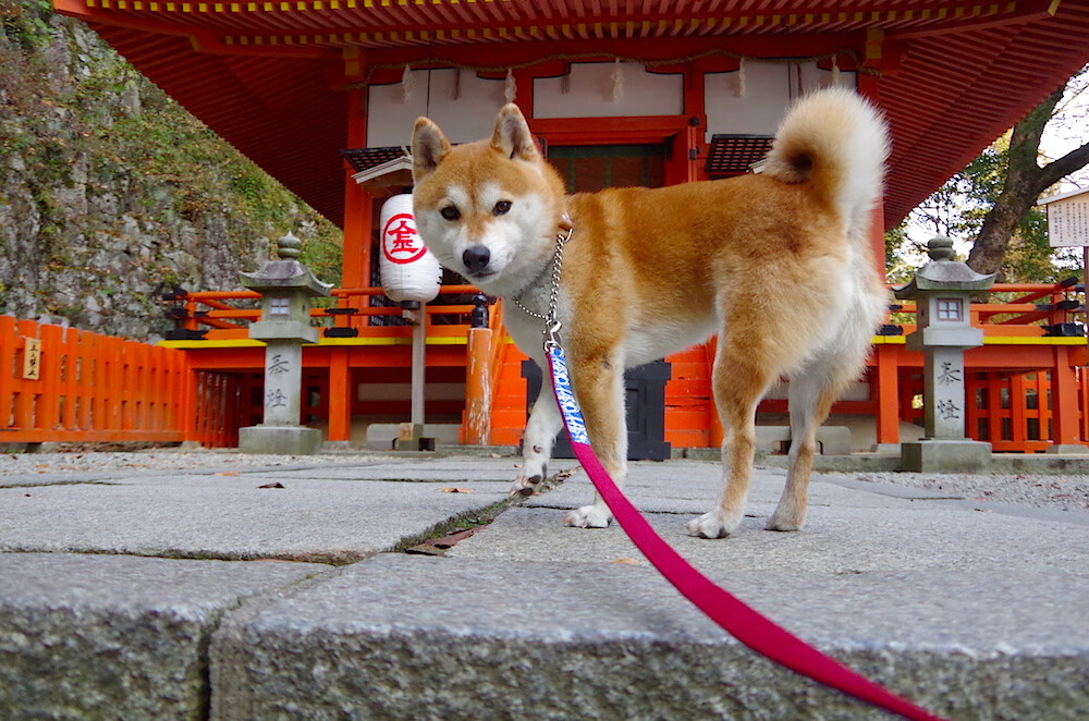 格鲁吉亚女篮在欧洲锦标赛中表现出色,冲击国际舞台,格鲁吉亚女子联赛