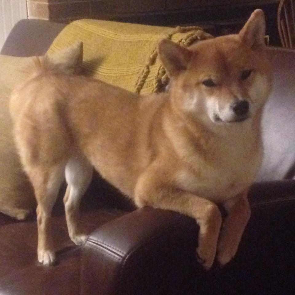 球场纳入智慧环境监测系统，确保平安绿色运动，球场管理系统