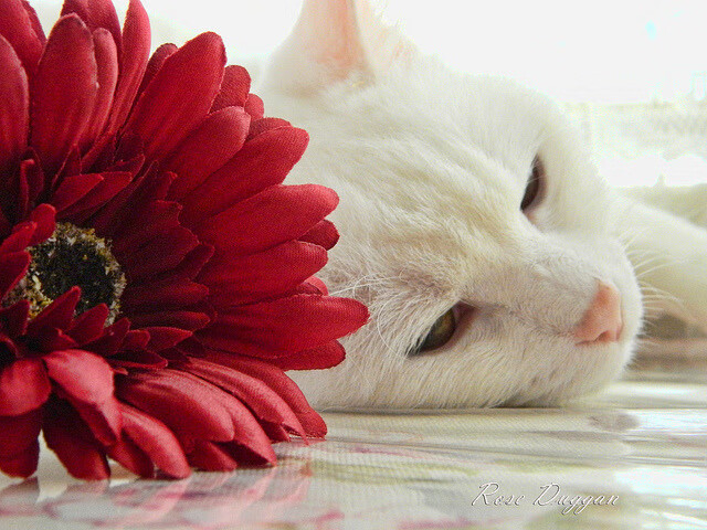 英国男子接力赛场发挥赢得教练肯定,接力 英国