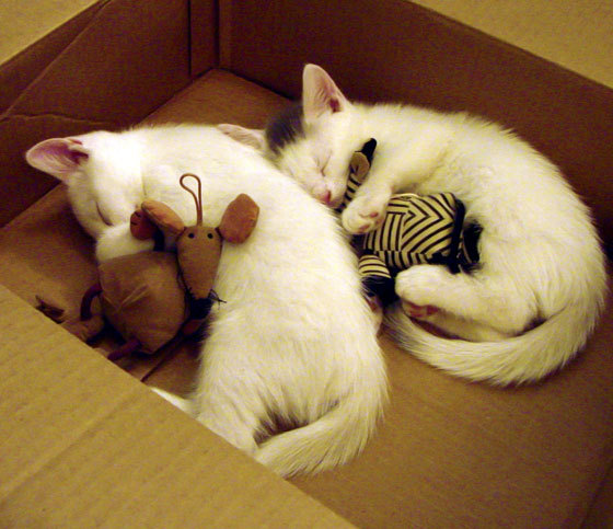 赛尔·阿尔斯塔：强硬的身体对抗和精准的抢断让南非队无人能敌